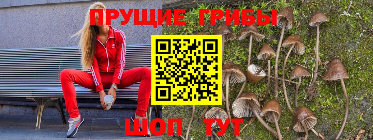 Пугачёв  закладки  Вход с VPN  Псилоцибиновые грибы GOLDEN TEACHER 